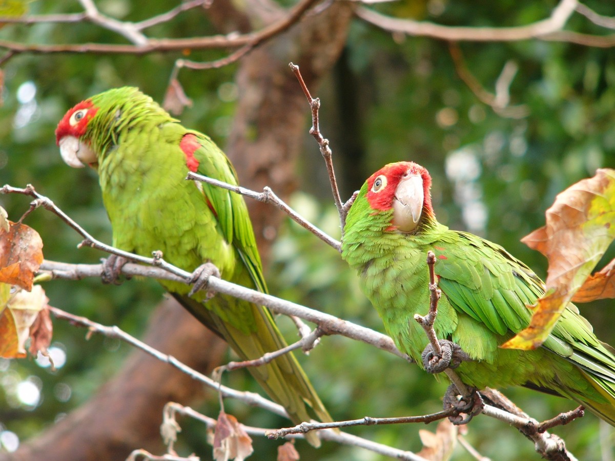 Aratinga červenolíca - Aratinga erythrogenys